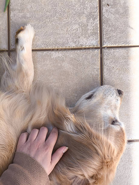 istock Golden retriever laying down and receiving affection 2228368622