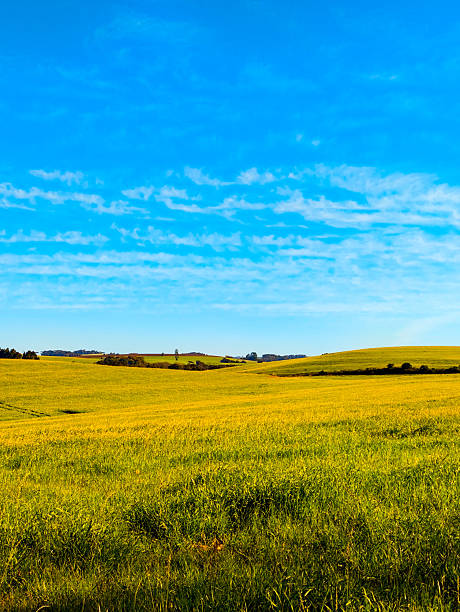 istock Green and yellow Grass Field under Clear Blue Sky 2228368660