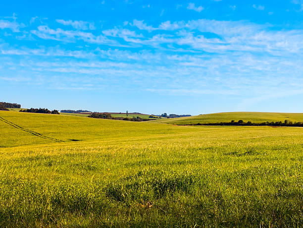 istock Green and yellow Grass Field under Clear Blue Sky 2228368665