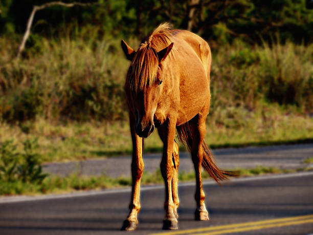 istock Wild Horses Assateague Island 2228368705