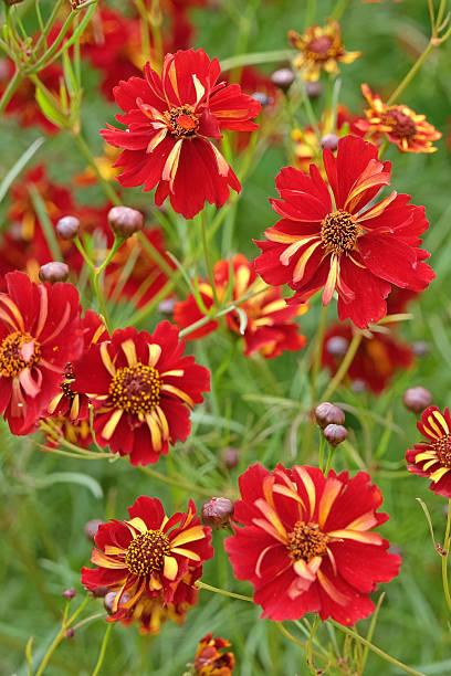 Red and yellow Coreopsis tinctoria, or tickseed, 'Roulette' in flower.