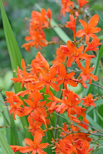 istock Orange Crocosmia, montbretia, 'Orange Devil' in flower. 2228369575