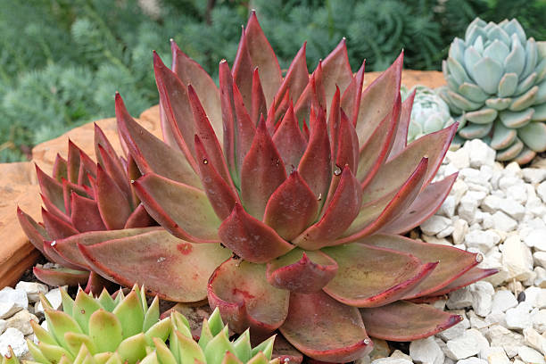 istock Echeveria x gilva 'Red' succulent also known as houseleeks 2228369922