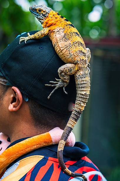 istock Panther Chameleon (Furcifer pardalis) from Madagascar Perched on Human Head 2228370321