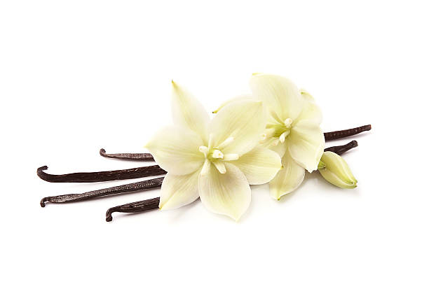 istock Vanilla stick with vanilla fragrant flower 2228374917