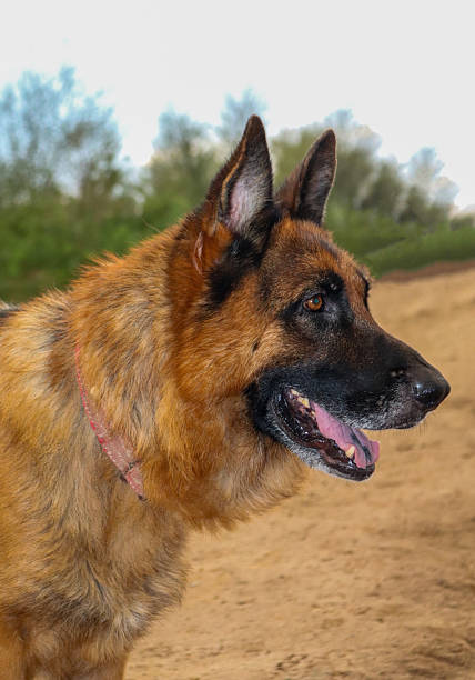 A beautiful German Shepherd dog with its mouth open and tongue out, standing attentively on a sandy path surrounded by greenery. The dog is wearing a pink collar.