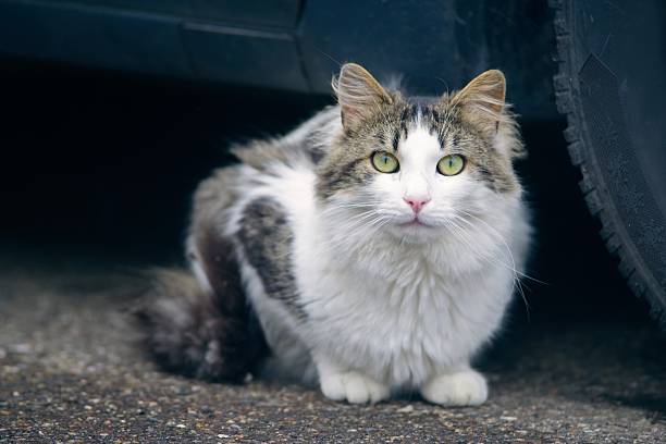 Young Norwegian Forest Cat relaxing at the backyard and looking curious at camera. Horizontal image with selective focus.