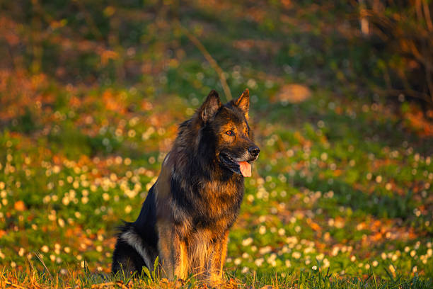 Purebred German Shepherd dog in spring meadow, wallpaper, background for your project