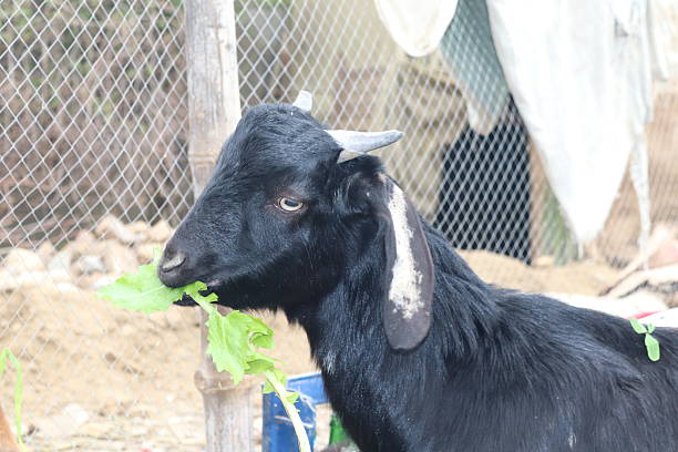 Close-up of a black goat's head as it chews on fresh green leaves, showcasing its texture and features in a natural, outdoor environment.