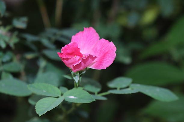 istock A delicate pink rose bloom with soft petals on a stem surrounded by green leaves 2228376543