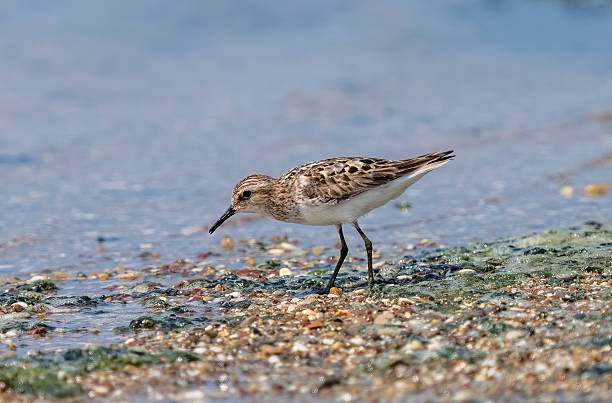 istock Little Stint bird feeding by the water 2228376899
