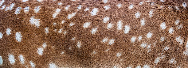 istock brown fallow deer fur with white spots. background or texture 2228377190