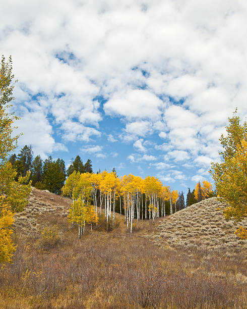 A stand of aspens in Grand Teton National Park