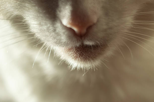 Close up of a cat's nose