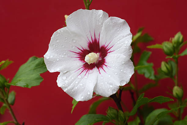 Flower of hibiscus syriacus 'Manuela' with rain drops, close up view