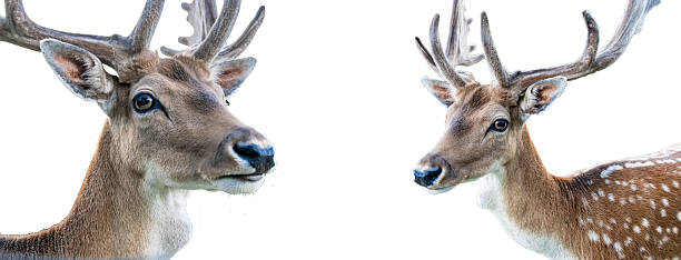 Two Bull elk fight on a school's athletic field across a dirt road from the Yellowstone National Park.