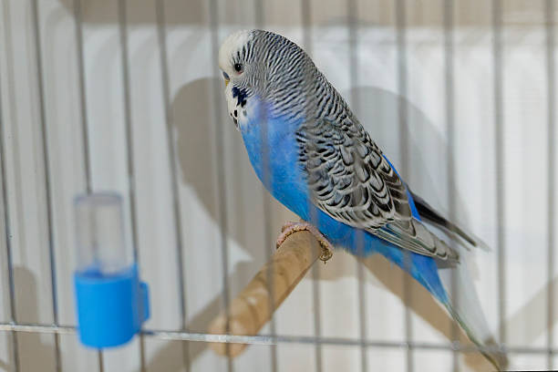 Also known as budgies, shell parakeets, and common parakeets, they are native to Australia.