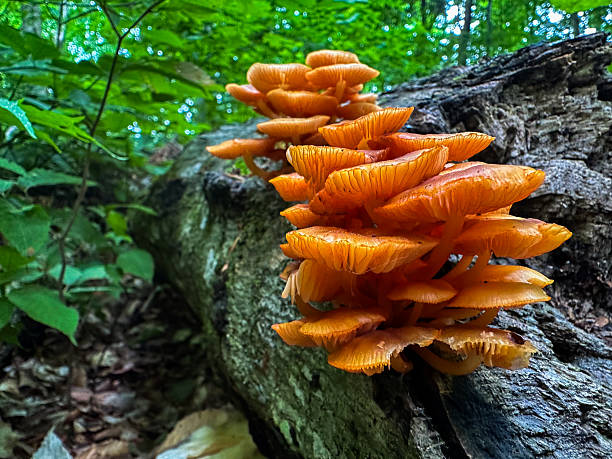 istock Cluster of Bright Orange Shelf Fungi on a Decomposing Log 2228381621