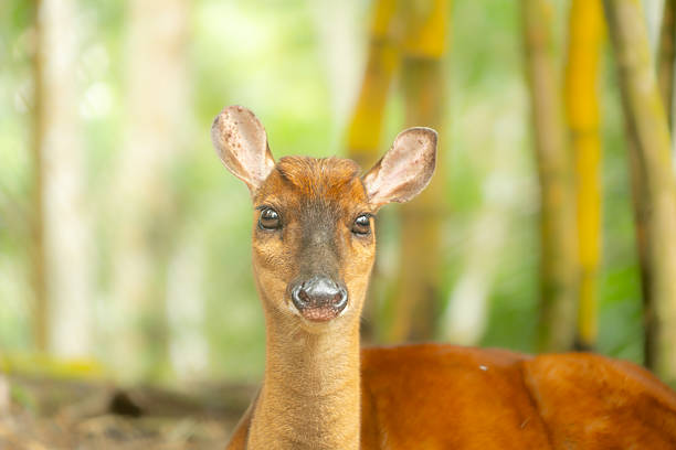 Red deer, an Amazonian animal in the jungle