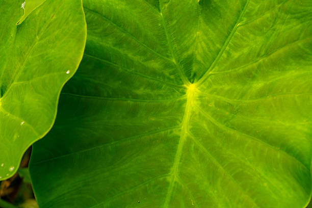 Green leaves wallpaper, natural textures