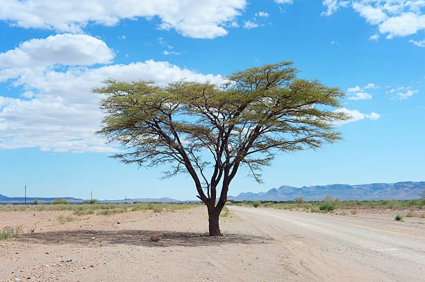 A tree on an empty road in the Namibian desert, Namibia