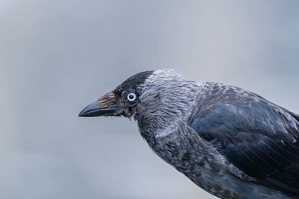 istock Eurasian Jackdaw Close-Up 2228385025