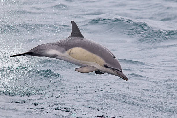 istock Common Dolphin jumping out of sea 2228385059