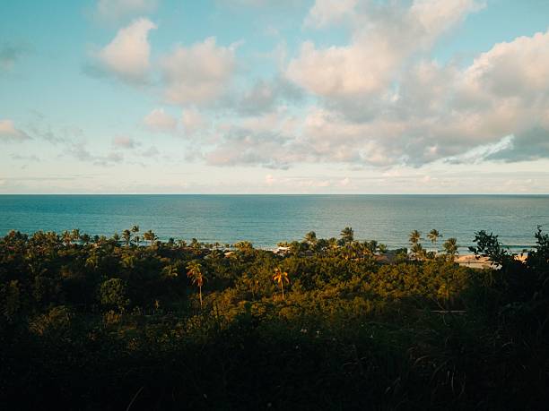 aerial view on the brazilian coastline of Guarajuba with palm tree beach at sunset hour