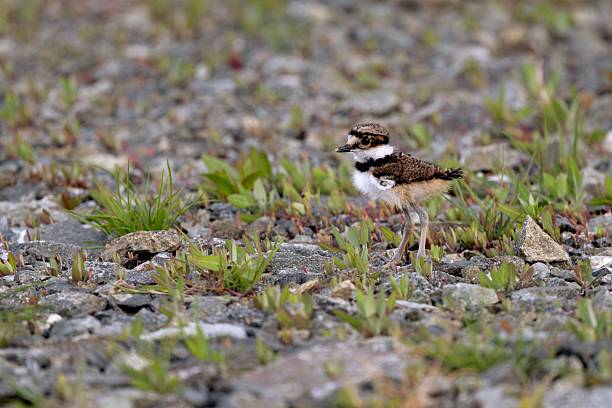 istock Juvenile Bird on Rocky Ground 2228386249