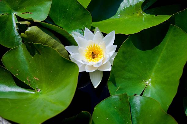 istock White Water Lily Amidst Green Lily Pads 2228386381