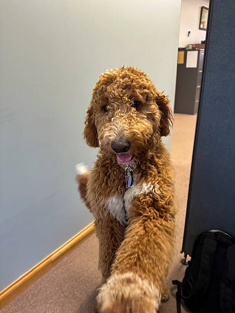 A Friendly Dog Puts its Paw on a Persons Lap in a Modern Office