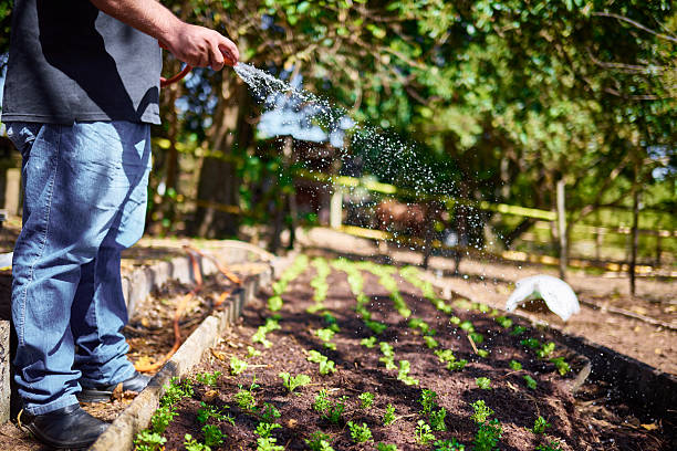 Photograph of a Latin farm worker, watering some veggies planted.