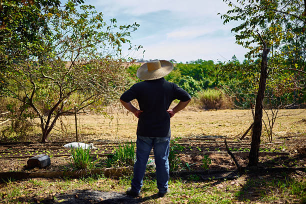 Protecting fruit trees from winter