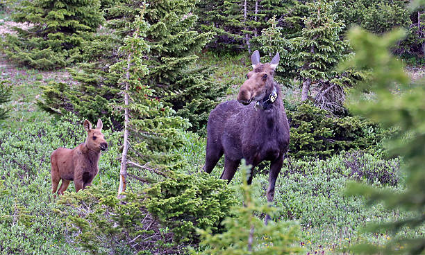 istock Mother moose and child 2228387249
