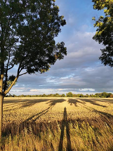 Picturesque summer landscape with a golden field of ripe wheat under a blue sky with light clouds. In the foreground you can see the shadow of a person-photographer and the outlines of large trees