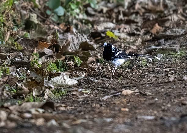 istock Black and white bird on forest floor 2228390187