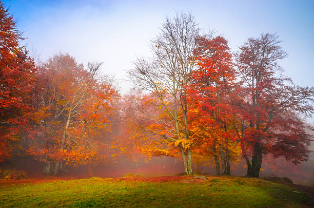 Golden forest with fog and warm light