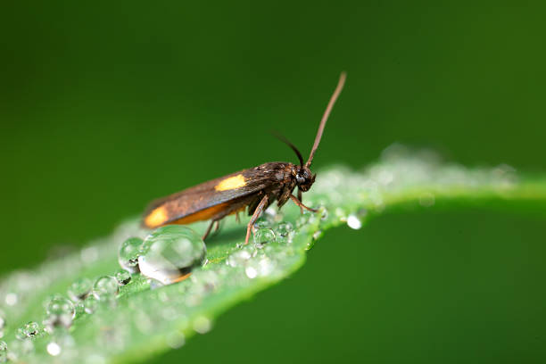 istock Moths on leaves in nature, North China Plain 2228390931