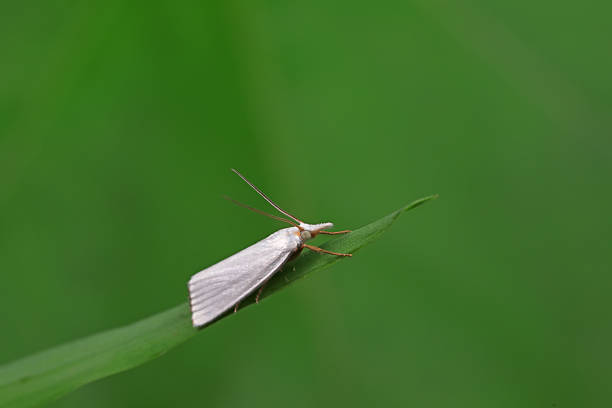 istock Moths on leaves in nature, North China Plain 2228390943