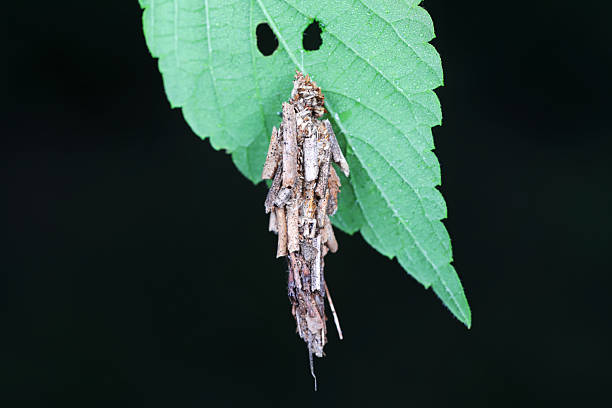istock Camouflaged coir moth on plant leaves 2228390953