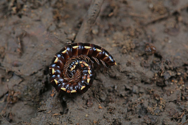Millipedes of the class Diptera live in the soil