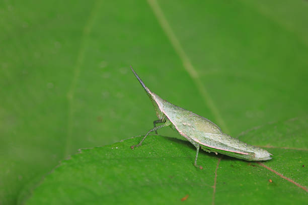 Atractomorpha sinensis lives on weeds in the North China Plain