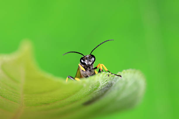mud dauber live on green leaves