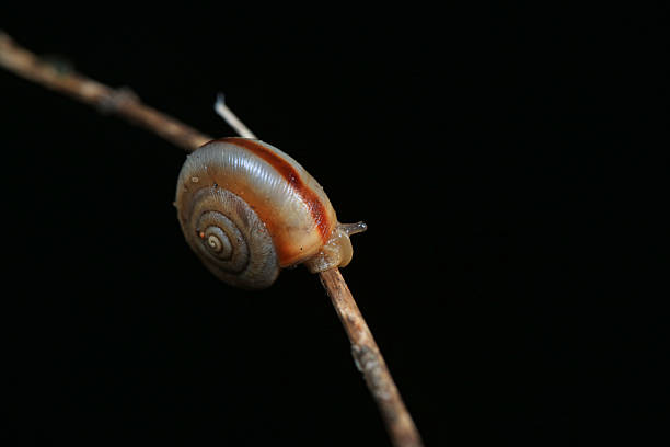 The snail crawls on the green leaves