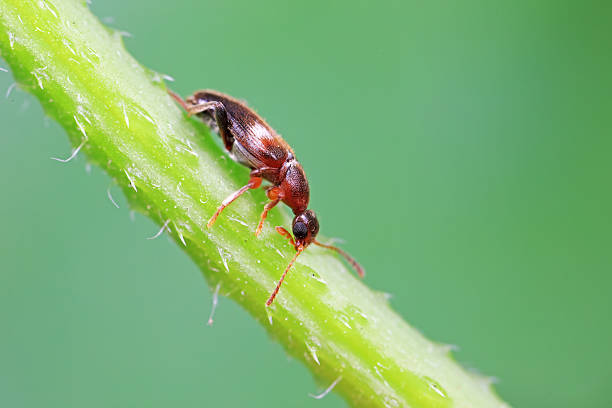 istock Formiform beetle on wild plants, North China 2228392764