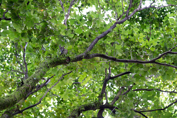 Upward view of a lush green tree canopy with moss-covered branches, creating a natural pattern of leaves and light. The vibrant foliage and organic textures convey calm, freshness, and connection with nature
