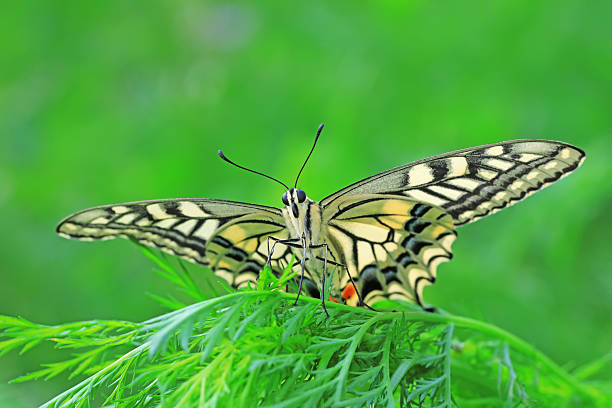 Papilio machaon on green plant in the wild