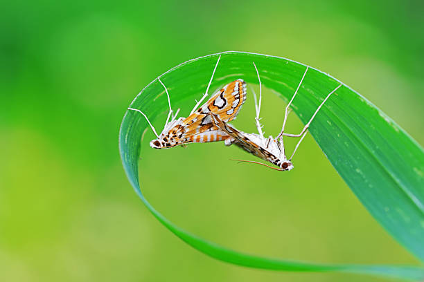istock Lepidoptera insect on wild plants, North China 2228393117