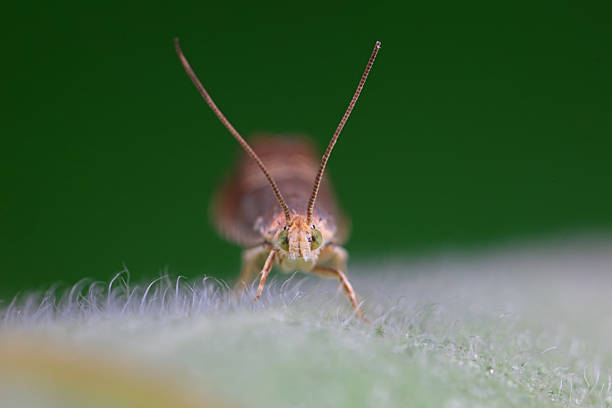 Lepidoptera insect on wild plants, North China