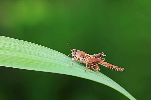 istock Grasshoppers live on wild plants, North China 2228393353